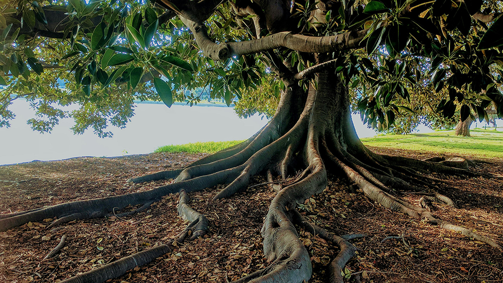 Tree with large roots