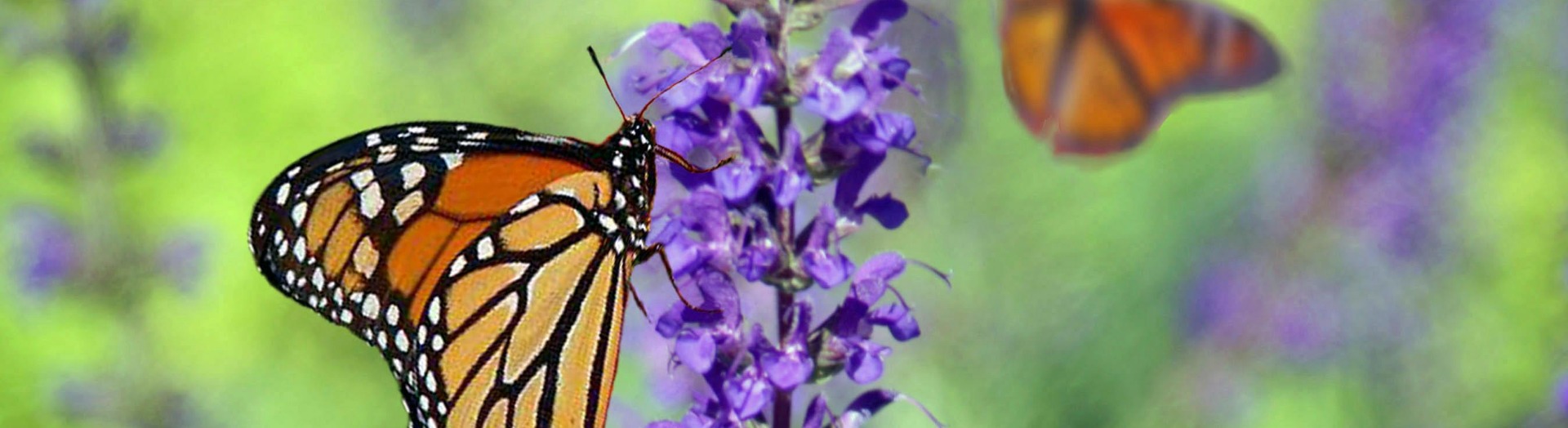 monarch butterflies