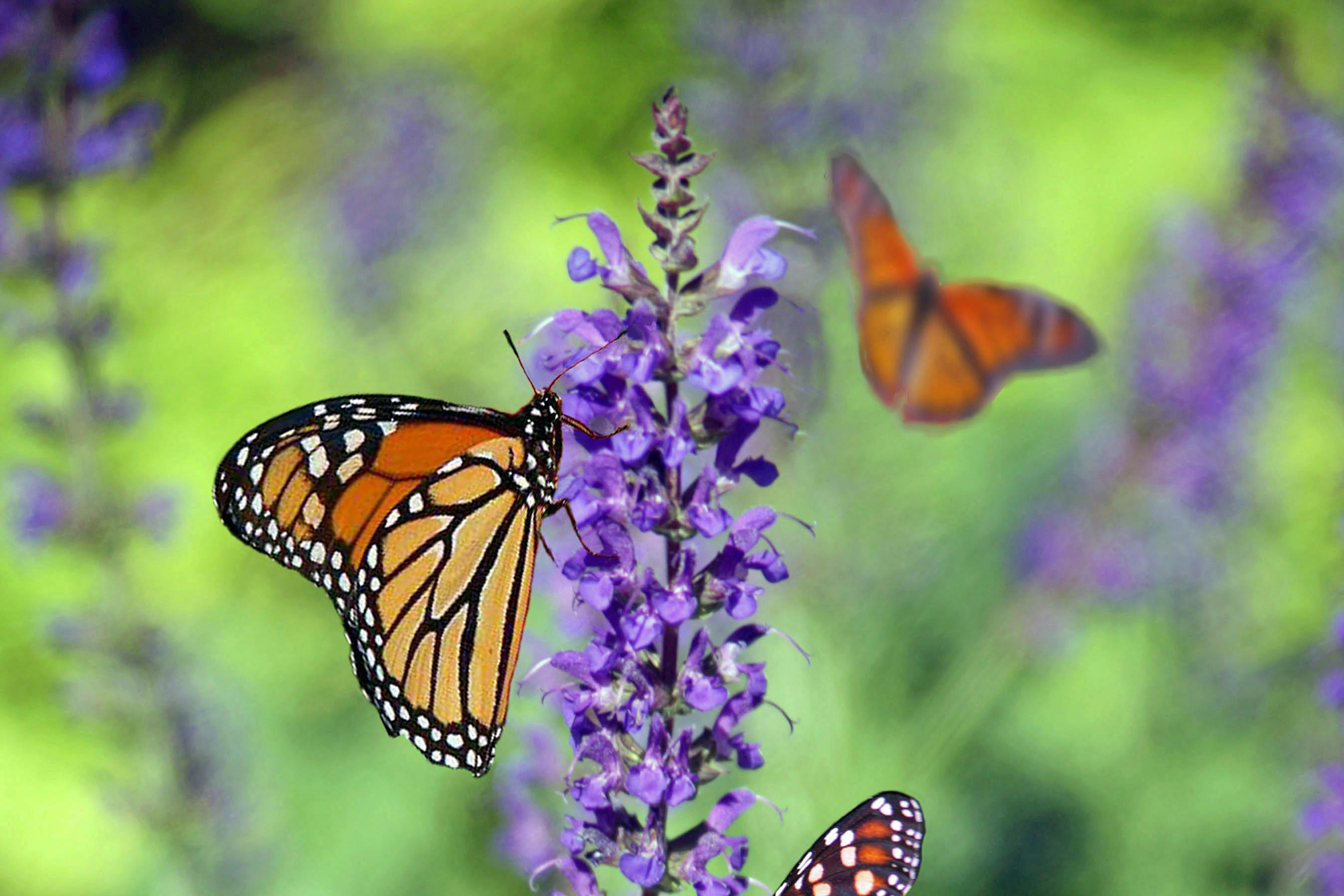 monarch butterflies on lavender